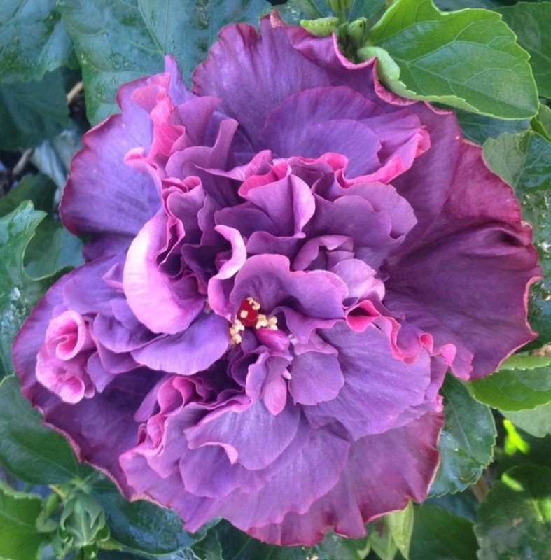 A vibrant purple hibiscus flower in full bloom.