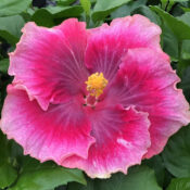 Vibrant pink hibiscus flower with a yellow center in full bloom. Vibrant pink hibiscus flower with a yellow center in full bloom.