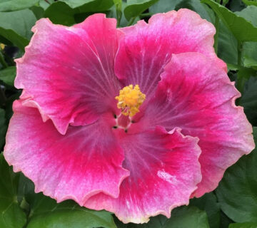 Vibrant pink hibiscus flower with a yellow center in full bloom.