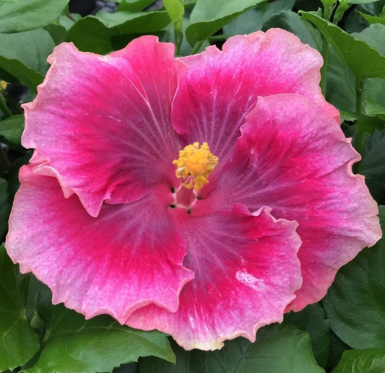 Vibrant pink hibiscus flower with a yellow center in full bloom.