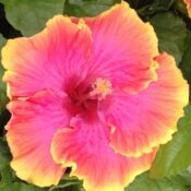 Close-up of a vibrant pink and yellow hibiscus flower. Close-up of a vibrant pink and yellow hibiscus flower.