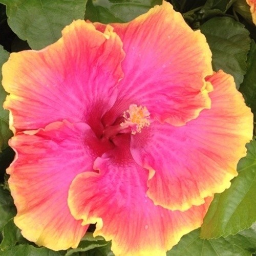 Close-up of a vibrant pink and yellow hibiscus flower.