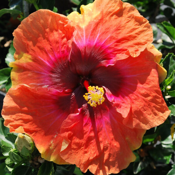 Close-up of a vibrant orange hibiscus flower with a deep red center.