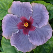 A close-up of a purple hibiscus flower with a vibrant red center. A close-up of a purple hibiscus flower with a vibrant red center.