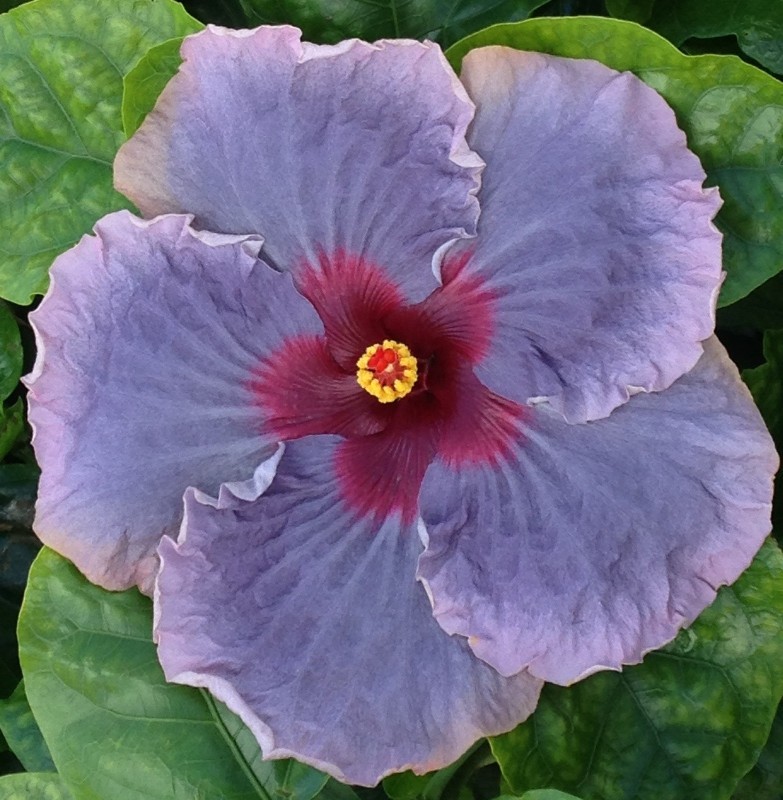 A close-up of a purple hibiscus flower with a vibrant red center.