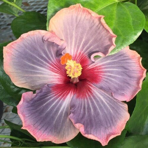 Blues in the Night – James E. Hendry Chapter Hibiscus