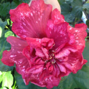 A vibrant red flower with multiple petals in a garden setting. A vibrant red flower with multiple petals in a garden setting.