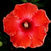 Close-up of a vibrant red flower against a dark background. Close-up of a vibrant red flower against a dark background.