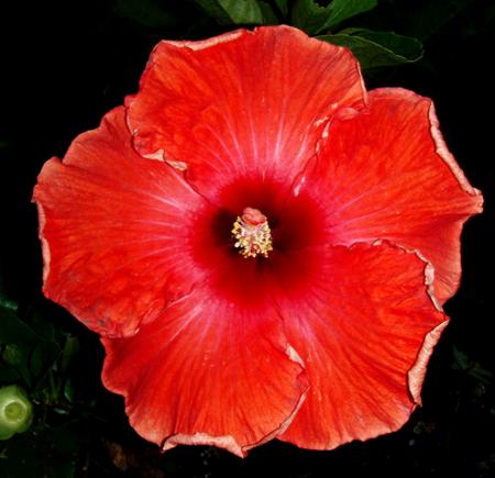 Close-up of a vibrant red flower against a dark background.