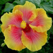 A vibrant hibiscus flower with yellow and pink petals. A vibrant hibiscus flower with yellow and pink petals.