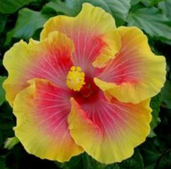 A vibrant hibiscus flower with yellow and pink petals.