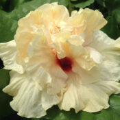 Close-up of a cream-colored hibiscus flower with a deep red center. Close-up of a cream-colored hibiscus flower with a deep red center.