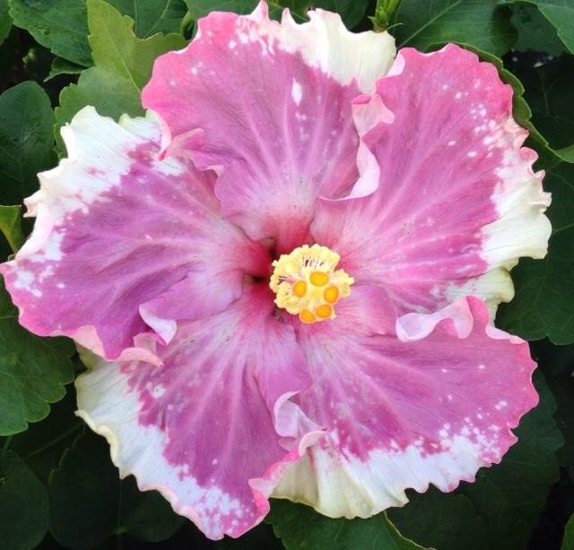 A vibrant pink hibiscus flower with a yellow center and green leaves.
