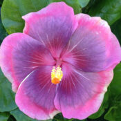 Close-up of a vibrant pink and purple hibiscus flower. Close-up of a vibrant pink and purple hibiscus flower.