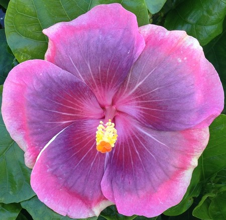 Close-up of a vibrant pink and purple hibiscus flower.
