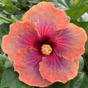 A vibrant orange hibiscus flower with a deep red center in full bloom. A vibrant orange hibiscus flower with a deep red center in full bloom.