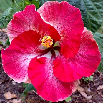 Vibrant pink hibiscus flower in full bloom with lush green background.