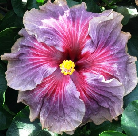 A vibrant pink and purple hibiscus flower with a bright yellow center.