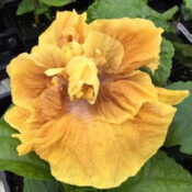 Close-up of a vibrant yellow hibiscus flower with prominent petals. Close-up of a vibrant yellow hibiscus flower with prominent petals.