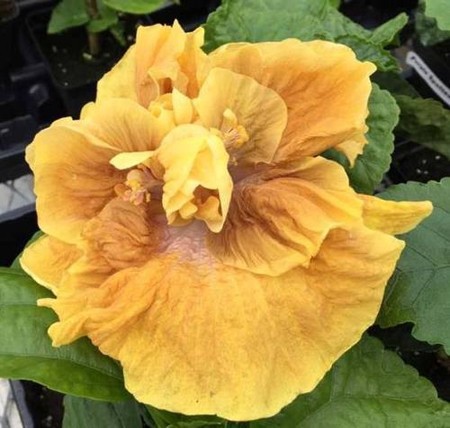 Close-up of a vibrant yellow hibiscus flower with prominent petals.