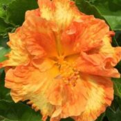 Bright orange hibiscus flower with lush green leaves. Bright orange hibiscus flower with lush green leaves.