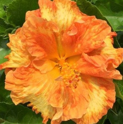 Bright orange hibiscus flower with lush green leaves.