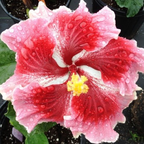 A vibrant red and pink hibiscus flower with a yellow center.