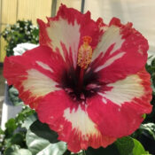 A vibrant red and white hibiscus flower in bloom. A vibrant red and white hibiscus flower in bloom.