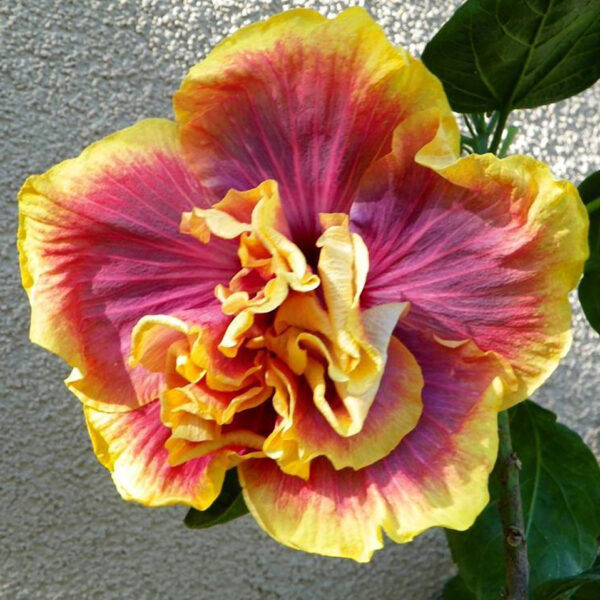 A vibrant multicolored flower with yellow, purple, and orange hues.