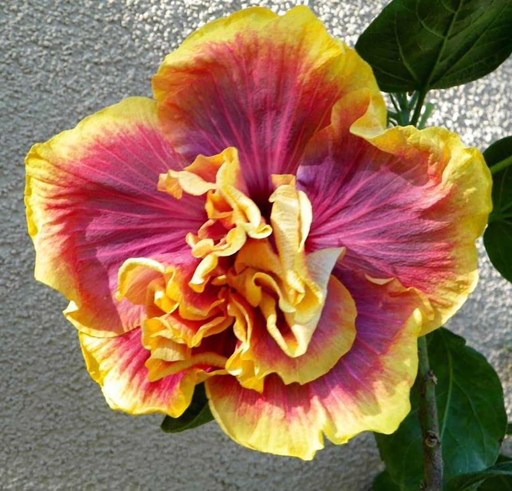 A vibrant multicolored flower with yellow, purple, and orange hues.
