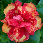 A vibrant rose with red and yellow petals in bloom. A vibrant rose with red and yellow petals in bloom.