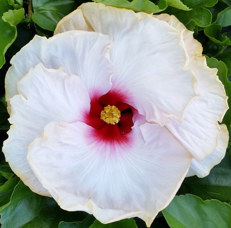 A white hibiscus flower with a red center surrounded by green leaves.
