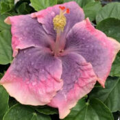A close-up of a pink-purple flower with green leaves. A close-up of a pink-purple flower with green leaves.