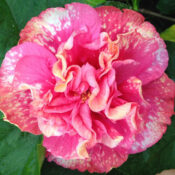 A vibrant pink camellia flower in full bloom. A vibrant pink camellia flower in full bloom.
