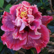 A vibrant pink and purple ruffled flower in full bloom. A vibrant pink and purple ruffled flower in full bloom.