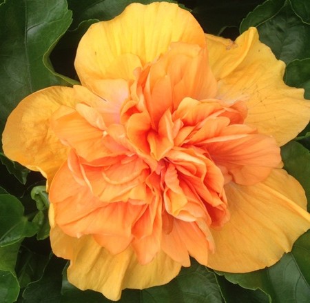 A vibrant orange double hibiscus flower in full bloom.