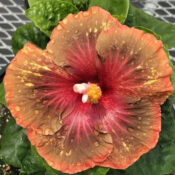 Close-up of a vibrant orange hibiscus flower with dew drops. Close-up of a vibrant orange hibiscus flower with dew drops.