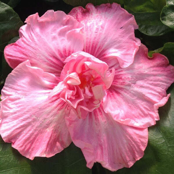 Close-up of a vibrant pink hibiscus flower in full bloom.
