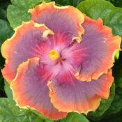 A vibrant hibiscus flower with pink and orange petals. A vibrant hibiscus flower with pink and orange petals.