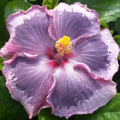 Close-up of a pink hibiscus flower with a yellow center. Close-up of a pink hibiscus flower with a yellow center.