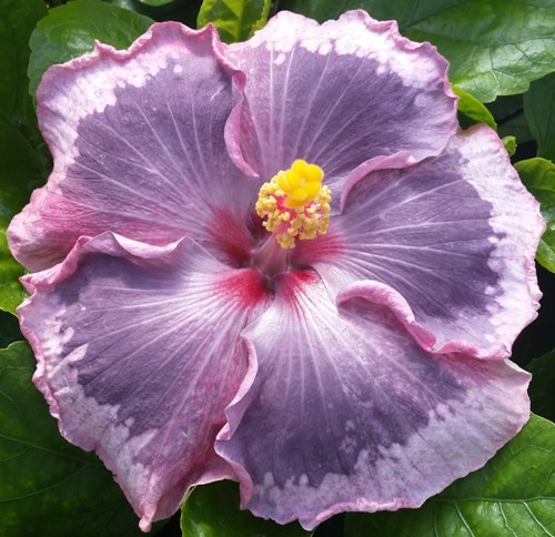 Close-up of a pink hibiscus flower with a yellow center.