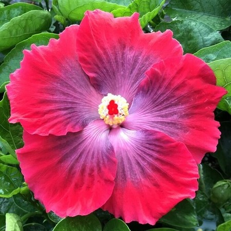 A vibrant red hibiscus flower with lush green leaves.
