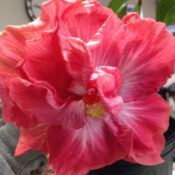 Close-up of a vibrant pink hibiscus flower with delicate petals. Close-up of a vibrant pink hibiscus flower with delicate petals.