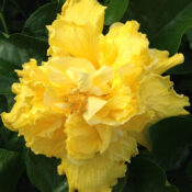 Bright yellow double hibiscus flower in full bloom. Bright yellow double hibiscus flower in full bloom.