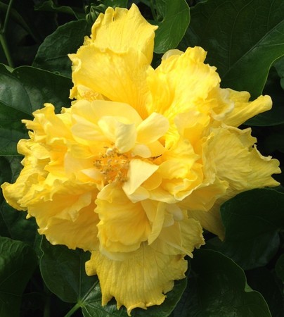 Bright yellow double hibiscus flower in full bloom.