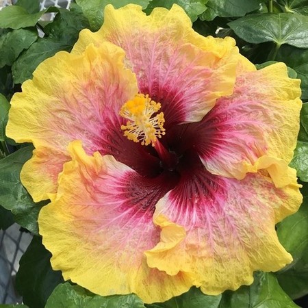 A vibrant yellow hibiscus flower with a deep red center.