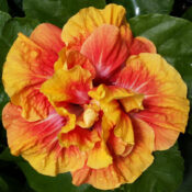 Close-up of a vibrant orange and yellow hibiscus flower in full bloom. Close-up of a vibrant orange and yellow hibiscus flower in full bloom.