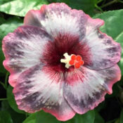 Close-up of a hibiscus flower with purple and white petals. Close-up of a hibiscus flower with purple and white petals.