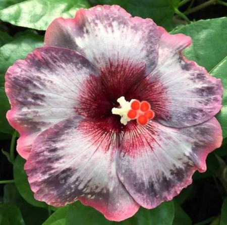 Close-up of a hibiscus flower with purple and white petals.