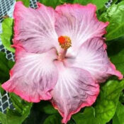 Close-up of a pink and white hibiscus flower with green leaves. Close-up of a pink and white hibiscus flower with green leaves.